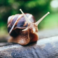 The name’s Snail, Mr. Snail (@punctualsnail) 's Twitter Profile