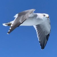 パない! (@t9plus9) 's Twitter Profile