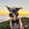 Sharkyl's profile picture. CEO, @Bandago
Commissioner, @SF Homeless Oversight Commission