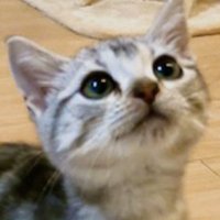 コニー (@ameshoconnie) 's Twitter Profile