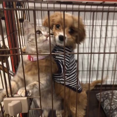 犬派 猫派 On Twitter 猫ちゃんが発情期を迎えました 子犬に発情しています ブリティッシュショートヘア 発情期 猫かわいい