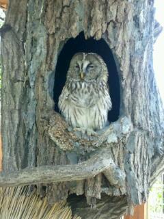 rippingswallow's profile picture. Go!swallows