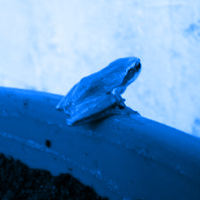 IAT (@iat) 's Twitter Profile