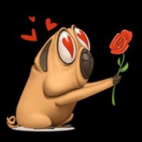 dilan tatvan (@dilantatvan) 's Twitter Profile