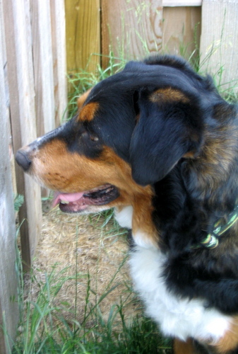 Professional Dog Walker/Pet Sitter.  Fully insured and pet savvy.  Serving North Carmel and Westfield Indiana since 2007.