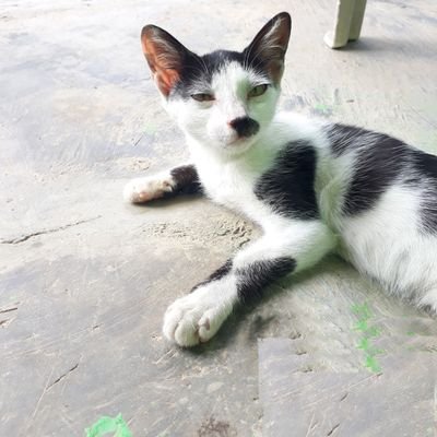 kucingkumisitem's profile picture. isinya sambat doang.