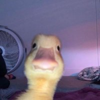 Archon (@archonoce) 's Twitter Profile