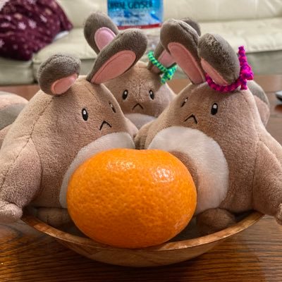 せもきさんのプロフィール画像