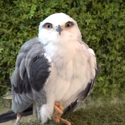 7PrtPRHcQy1KHQP's profile picture. Twitterはじめたての中1女子です！皆さんとたくさん絡みたいですっ！よろしくお願いします