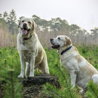 World of Labradors - Dogs 🐾 🐶 🐾 
Follow us if you love Labradors 💜
Posting the cutest Labrador pics & videos