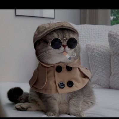Büyücü dedektif kedi 🐈🐱