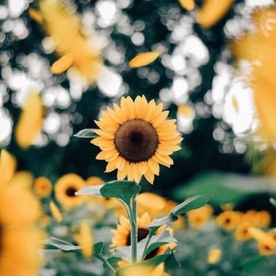 Natthamint41's profile picture. U : h A p P y