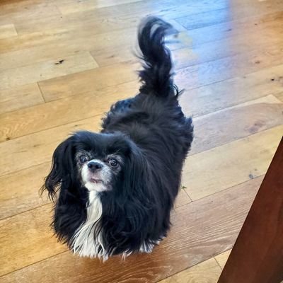 TOMMYGUNSYVR's profile picture. creator