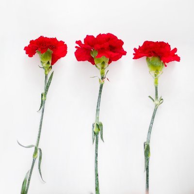 clavelesrojos3's profile picture. naide, como tú o el de más allá, currela