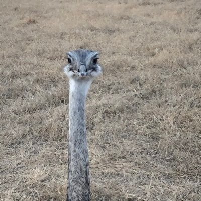 grandsolarmini2's profile picture. Conservationist