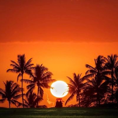 1maculatevibes's profile picture. z