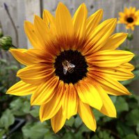 Lissy (@lissyj24) 's Twitter Profile