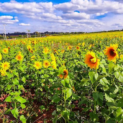 Neitan56165066's profile picture. 