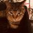 猫じいの猫BAR(サクライトシヒト)のアイコン