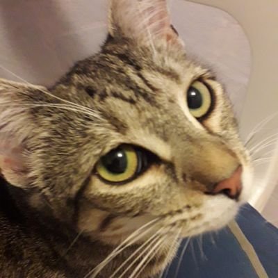 IwasntInvited's profile picture. Geek extraordinaire, expert dreamer, doler of bogus advice, serial fictional character crush sufferer. Also feminist, editor, knitter, DM, cat-lady. she/they