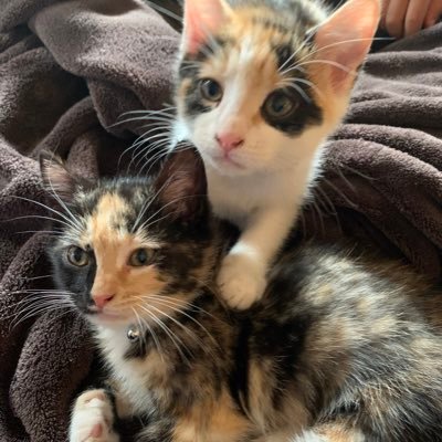 pcm11x6's profile picture. Proud mom of three sons and six grandchildren