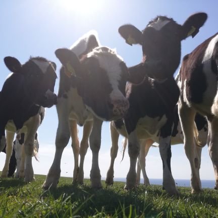 bwcarrfarms's profile picture. 