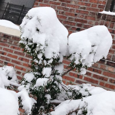 George_Meng_Pan's profile picture. Translator, Animal lover, Husband,  Love reading,  Will 100% follow back whoever loves dogs