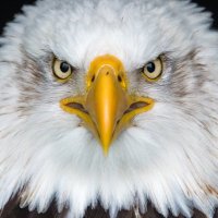 Pixel Grid (@__pixelgrid) 's Twitter Profile