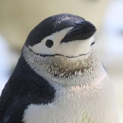 アゴヒモペンギン F2cqvtuaktm9rn8 Twitter