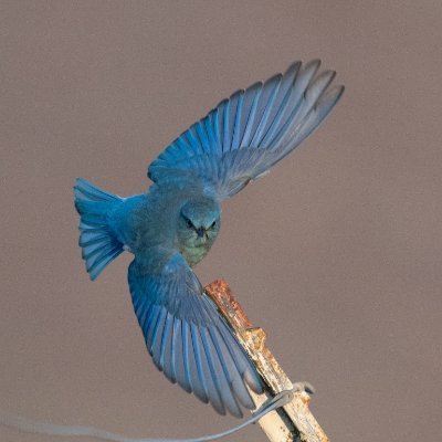 Election geek, amateur photographer, hiker. Tried to avoid getting sucked into Twitter but 1/6/21 coup attempt in DC made me too angry to stay silent!