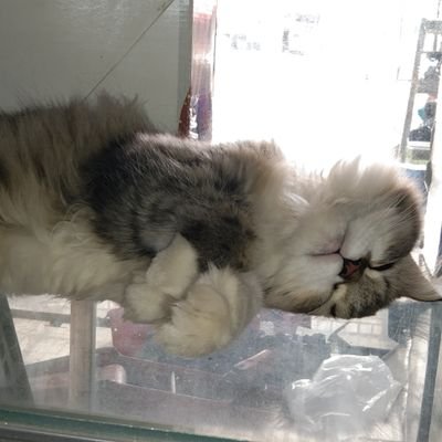 PoppyWahyuni7's profile picture. 