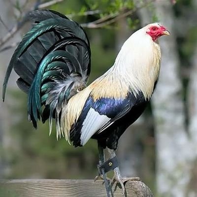 salas_x1's profile picture. Es hora de que me vaya , porque comienzo a ver las cosas como son  . Fontenelle 
 hincha del mejor equipo #YDaleU ,mis opiniones políticas son, punto a parte!