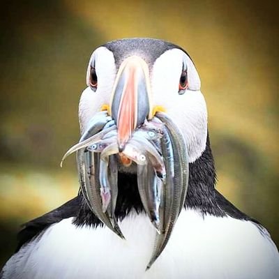 gotsomeNURV's profile picture. Altruistic and poor.
Maternal and tired.