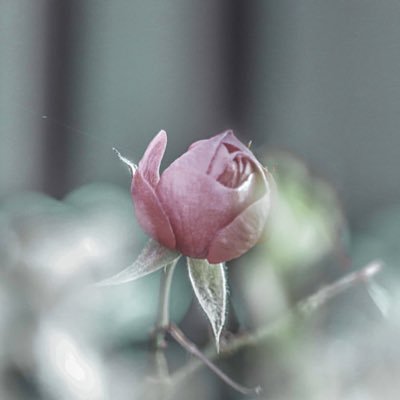 hydrangea_022's profile picture. 20↑