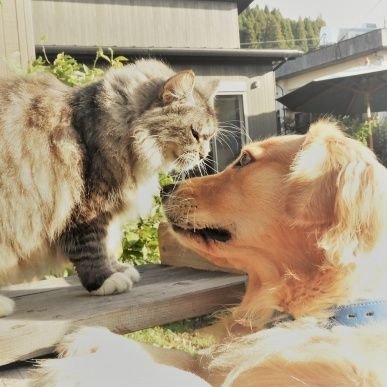 イッヌネッコ動画まとめちゃんねる 管理人 Dog Cat Movies Twitter