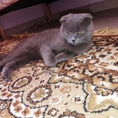 CJRFKAzmOscVBOc's profile picture. اصدق في قولك