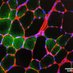 Sampaolesi Lab (@sampalab) Twitter profile photo Sampaolesi Lab (@sampalab) Twitter profile photo