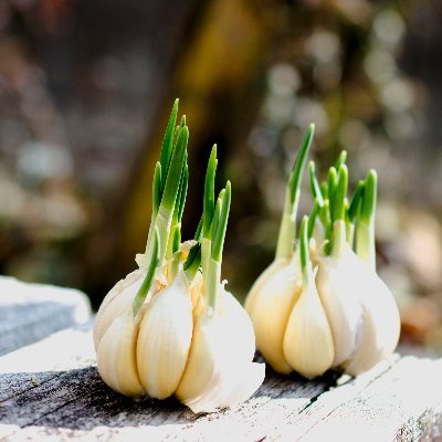 職業はエンジニア自営業、山間部の田舎で趣味の家庭菜園をしています。百坪程の借地で20年、頼まれて三百坪の場所へ移転し3年、処が明け渡しになり2021年から1年休耕田の新天地に移動、田んぼから畑転換に挑戦中。