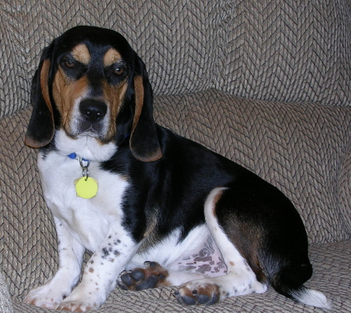 Director/founder of Lost Dogs Illinois https://t.co/PwLFdX3Ozb Co-founder-Lost Dogs of Wisconsin Animal Welfare Professional
Co-founder-Lost Dogs Of America