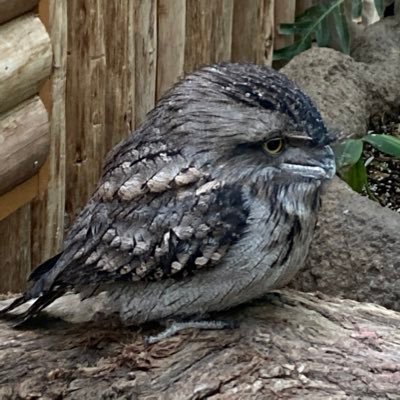 sava81826's profile picture. 見る専