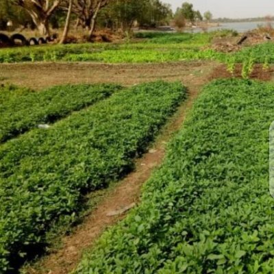 Promotion et visibilité des produits maraîchers dans la ville de Ouagadougou