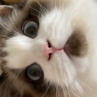 Hola-Hola l Tabi 🟧 (@lamp_ho) 's Twitter Profile