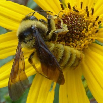 Creating Pollinator Habitat, recording wildlife observations,  eradicating invasive plants, and promoting all areas of sustainability. Making the world better!