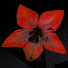 Evil_ezchili's profile picture. Chili is a good weapon.