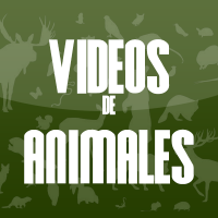 Videos de animales(@vianimales) 's Twitter Profile Photo