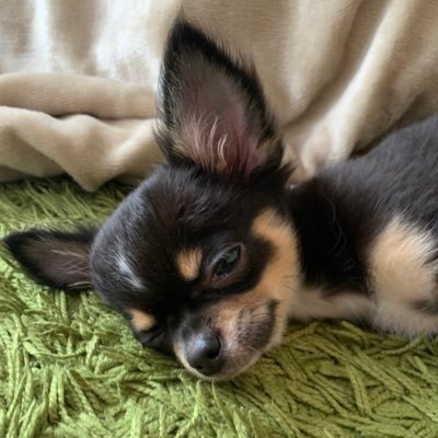 komotomo0228's profile picture. 