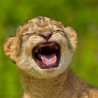 Can Arslan (@canarslan1960) 's Twitter Profile