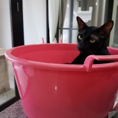 猫おばさんさんのプロフィール画像