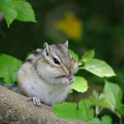 リスなの Risu Nyon Twitter リスなの Risu Nyon Twitter