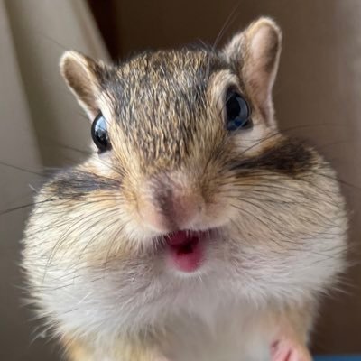 シマリス🐿ココア♀2019年2月生まれ シマリスと過ごす日々の写真や動画を載せてます(^^)   Instagram  https://t.co/2B5hcThWIY